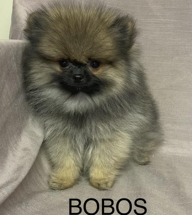 BOBOS spitz nain Poméranian disponible Mâle Spitz allemand