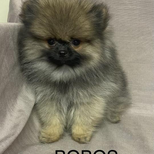 chiot Spitz allemand BOBOS spitz nain Poméranian disponible Domaine de la Chantelaie
