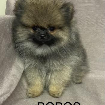 chiot Spitz allemand BOBOS spitz nain Poméranian disponible Domaine de la Chantelaie