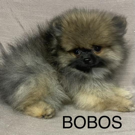 chiot Spitz allemand BOBOS spitz nain Poméranian disponible Domaine de la Chantelaie