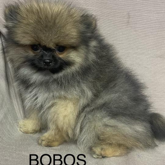 chiot Spitz allemand BOBOS spitz nain Poméranian disponible Domaine de la Chantelaie