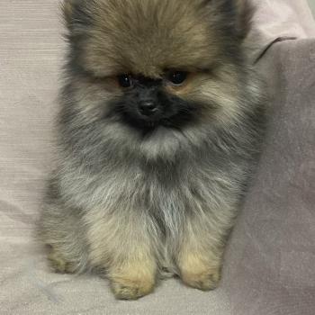 chiot Spitz allemand BOBOS spitz nain Poméranian disponible Domaine de la Chantelaie
