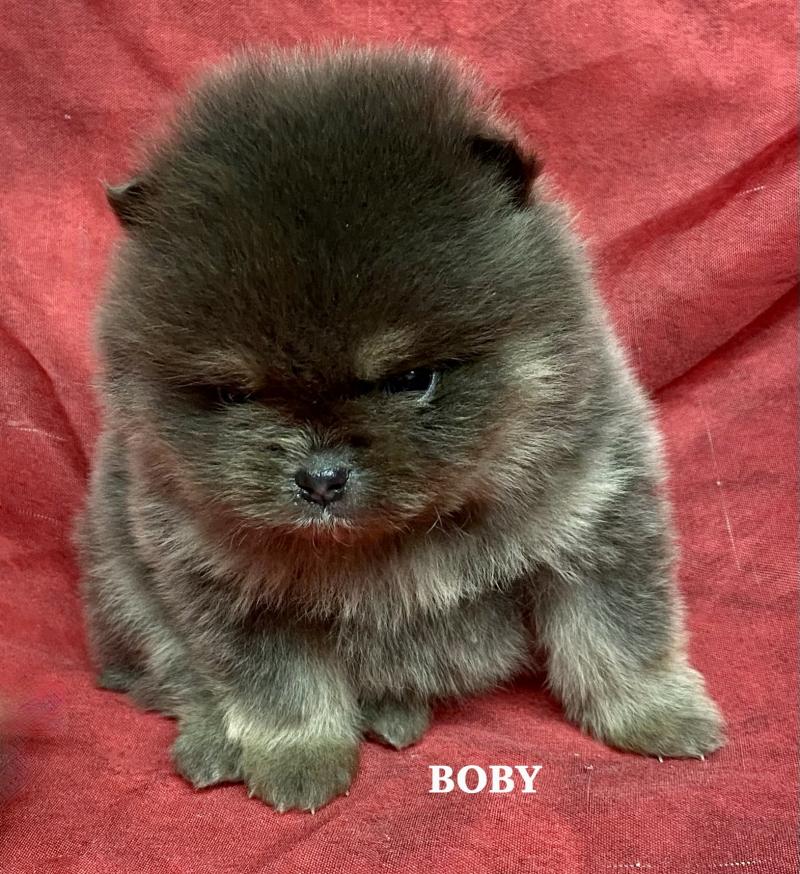 BOBY spitz nain Poméranian à réserver Mâle Spitz allemand