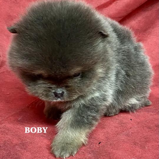 chiot Spitz allemand BOBY spitz nain à réserver Domaine de la Chantelaie