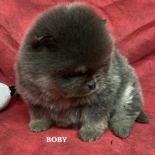 chiot Spitz allemand BOBY spitz nain à réserver Domaine de la Chantelaie