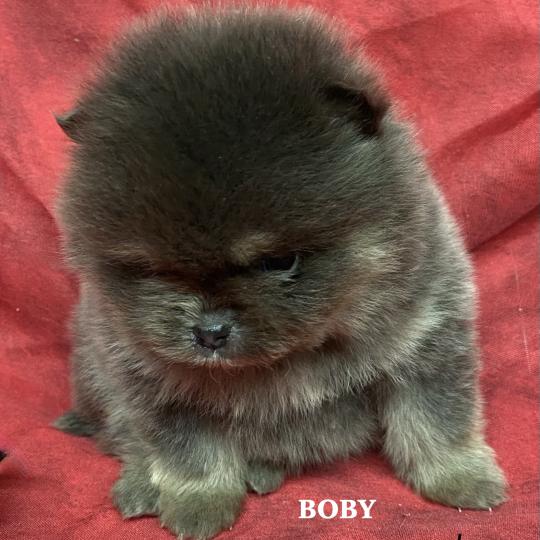 chiot Spitz allemand BOBY spitz nain à réserver Domaine de la Chantelaie