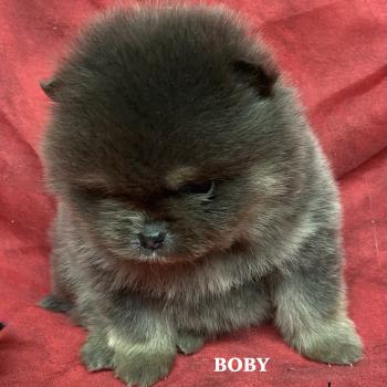 chiot Spitz allemand BOBY spitz nain à réserver Domaine de la Chantelaie