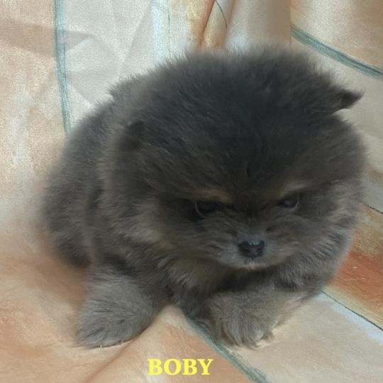 chiot Spitz allemand BOBY spitz nain Poméranian à réserver Domaine de la Chantelaie