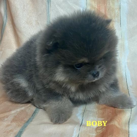 BOBY spitz nain Poméranian DISPONIBLE Mâle Spitz allemand