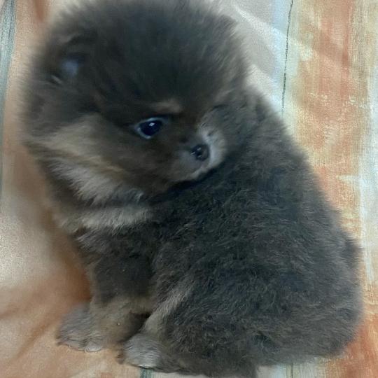 chiot Spitz allemand BOBY spitz nain Poméranian à réserver Domaine de la Chantelaie