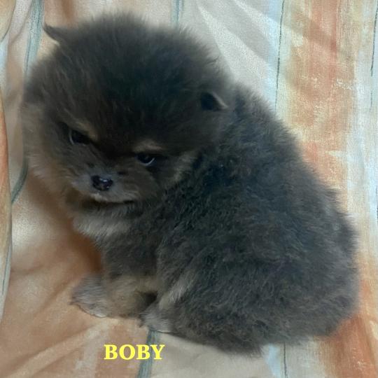 chiot Spitz allemand BOBY spitz nain Poméranian à réserver Domaine de la Chantelaie