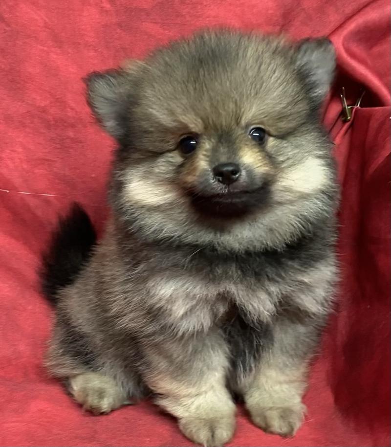 BOCEAN spitz nain disponible Mâle Spitz allemand