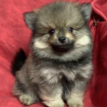 chiot Spitz allemand BOCEAN spitz nain disponible Domaine de la Chantelaie