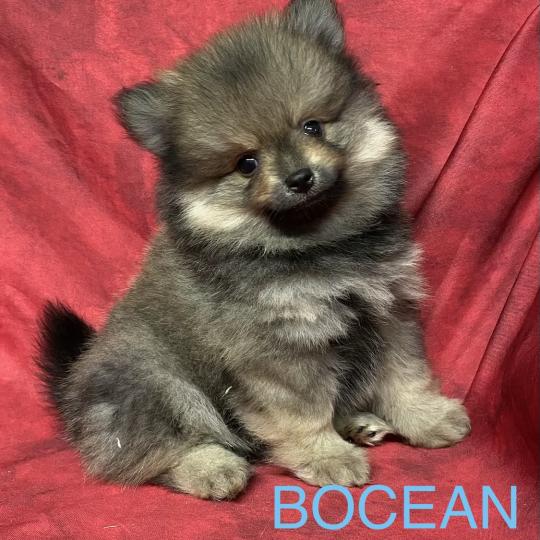 chiot Spitz allemand BOCEAN spitz nain disponible Domaine de la Chantelaie
