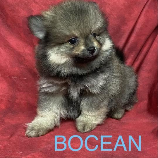 chiot Spitz allemand BOCEAN spitz nain disponible Domaine de la Chantelaie