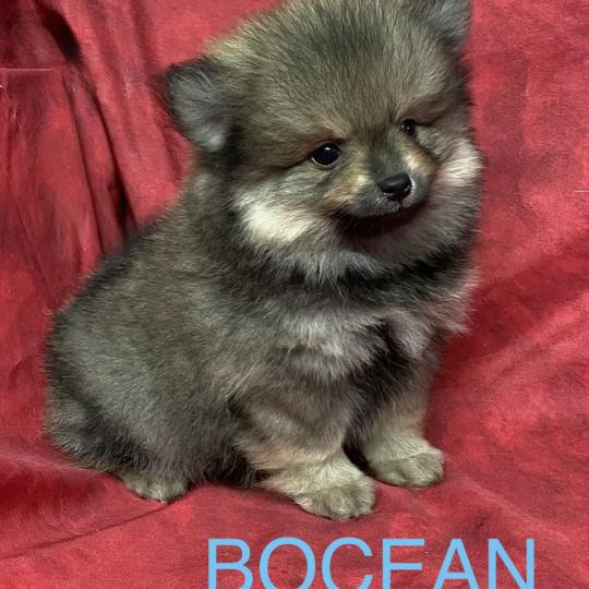 chiot Spitz allemand BOCEAN spitz nain disponible Domaine de la Chantelaie