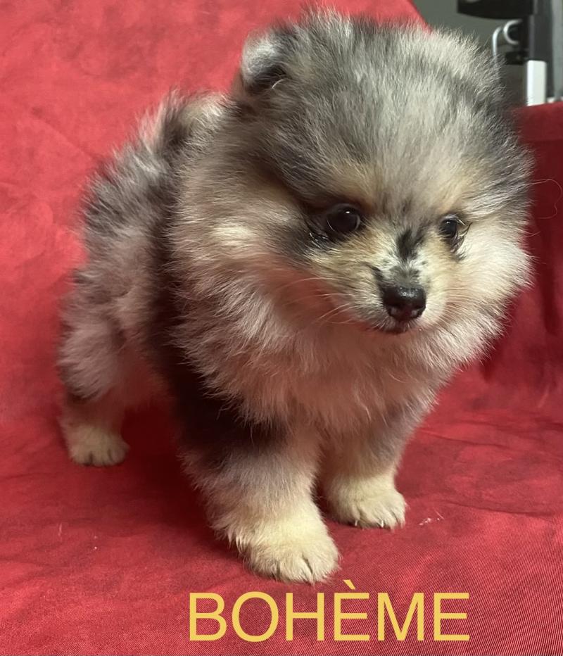 BOHEME spitz à réserver Femelle Spitz allemand