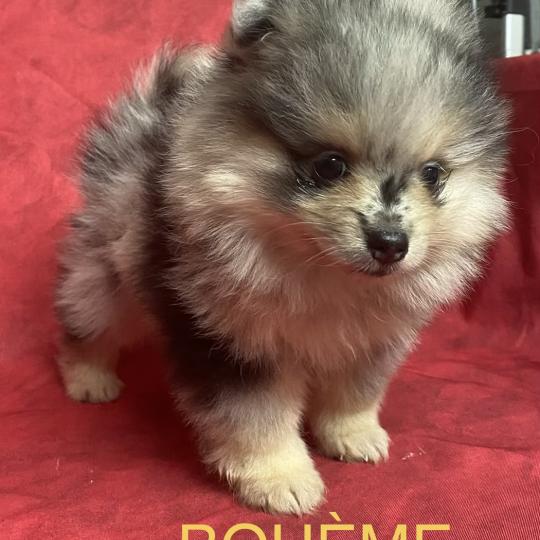 chiot Spitz allemand BOHEME spitz à réserver Domaine de la Chantelaie