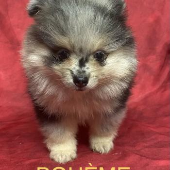 chiot Spitz allemand BOHEME spitz à réserver Domaine de la Chantelaie