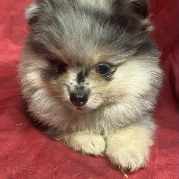 chiot Spitz allemand BOHEME spitz à réserver Domaine de la Chantelaie