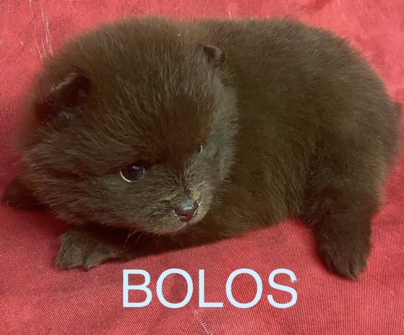 BOLOS spitz à réserver Mâle Spitz allemand