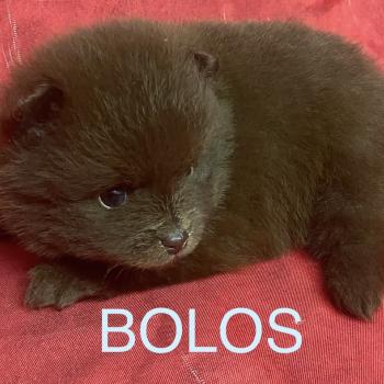chiot Spitz allemand BOLOS spitz à réserver Domaine de la Chantelaie