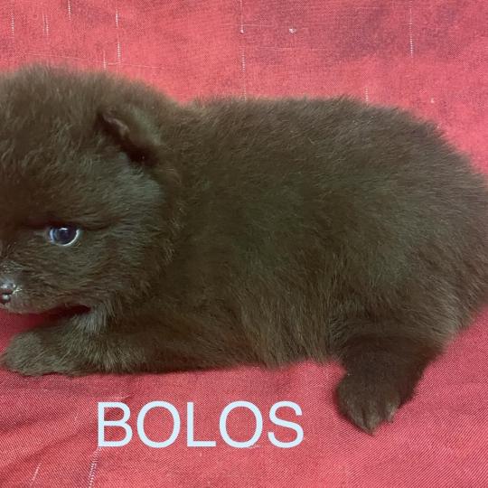 chiot Spitz allemand BOLOS spitz à réserver Domaine de la Chantelaie