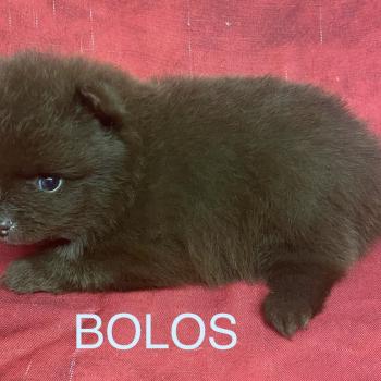 chiot Spitz allemand BOLOS spitz à réserver Domaine de la Chantelaie