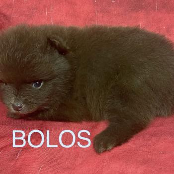 chiot Spitz allemand BOLOS spitz à réserver Domaine de la Chantelaie