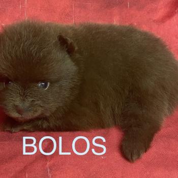 chiot Spitz allemand BOLOS spitz à réserver Domaine de la Chantelaie