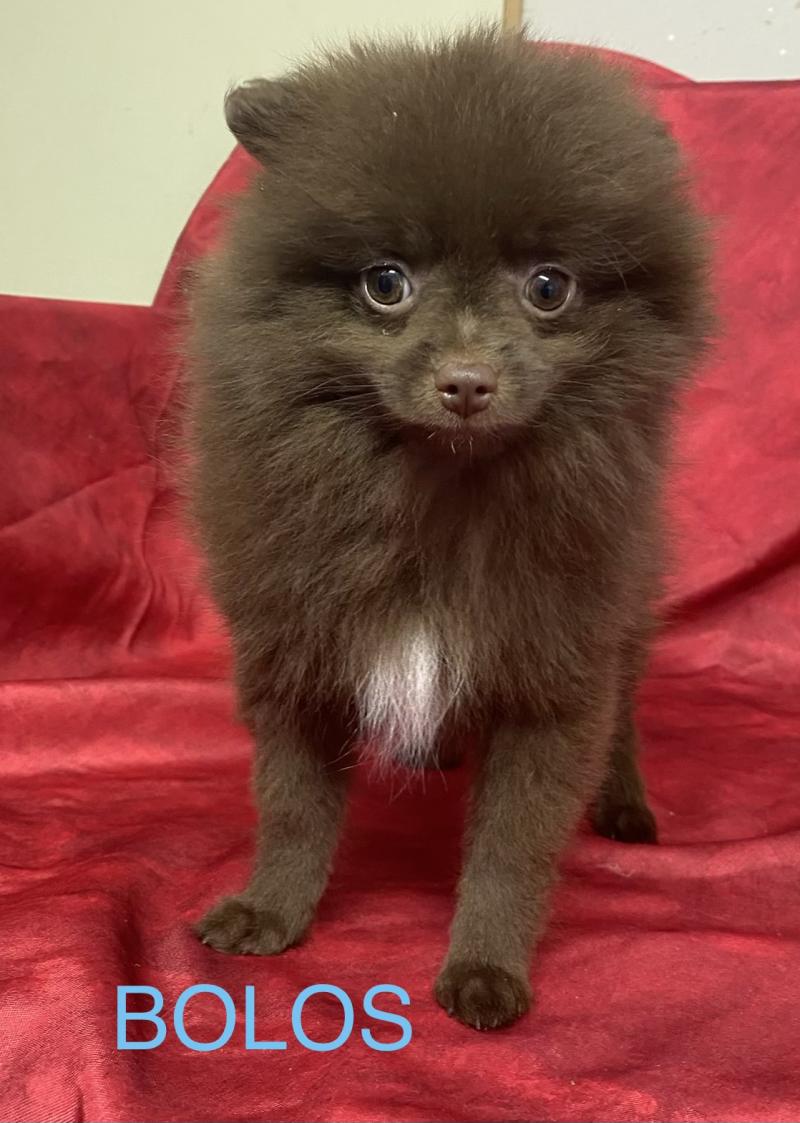 BOLOS spitz DISPONIBLE Mâle Spitz allemand