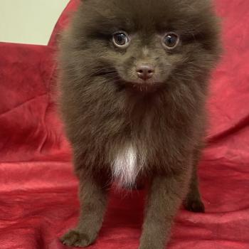 chiot Spitz allemand BOLOS spitz disponible Domaine de la Chantelaie
