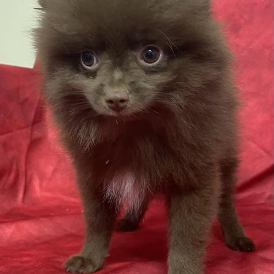 chiot Spitz allemand BOLOS spitz disponible Domaine de la Chantelaie