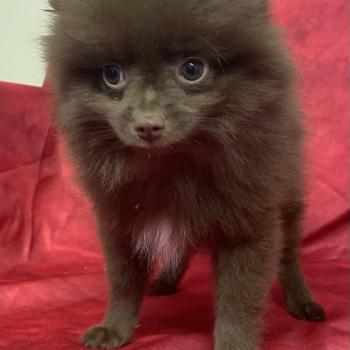chiot Spitz allemand BOLOS spitz disponible Domaine de la Chantelaie