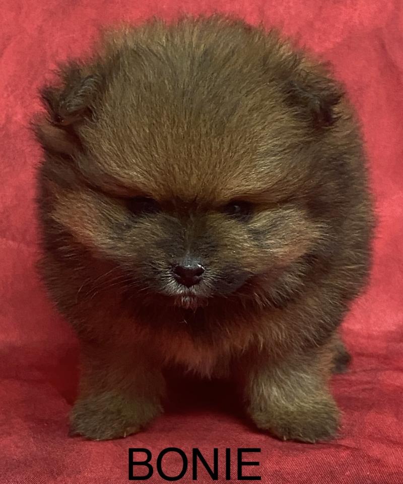 BONIE spitz à réserver Femelle Spitz allemand