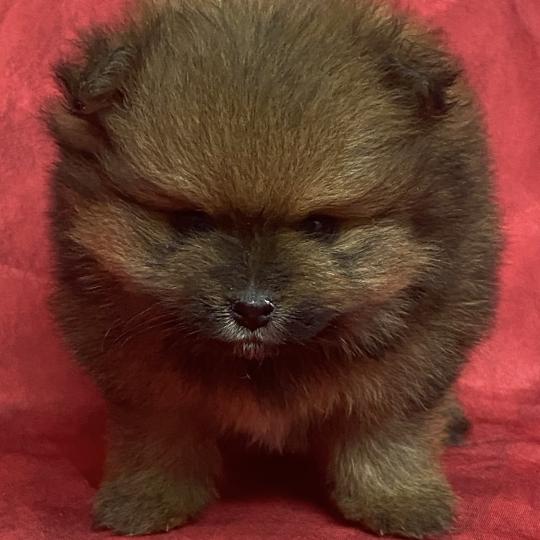 chiot Spitz allemand BONIE spitz à réserver Domaine de la Chantelaie