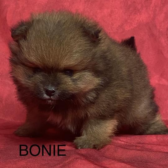 chiot Spitz allemand BONIE spitz à réserver Domaine de la Chantelaie