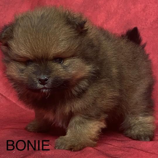 chiot Spitz allemand BONIE spitz à réserver Domaine de la Chantelaie