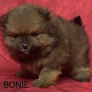 chiot Spitz allemand BONIE spitz à réserver Domaine de la Chantelaie