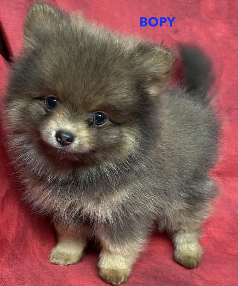 BOPY spitz nain disponible Mâle Spitz allemand