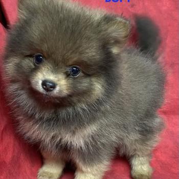 chiot Spitz allemand BOPY spitz nain disponible Domaine de la Chantelaie