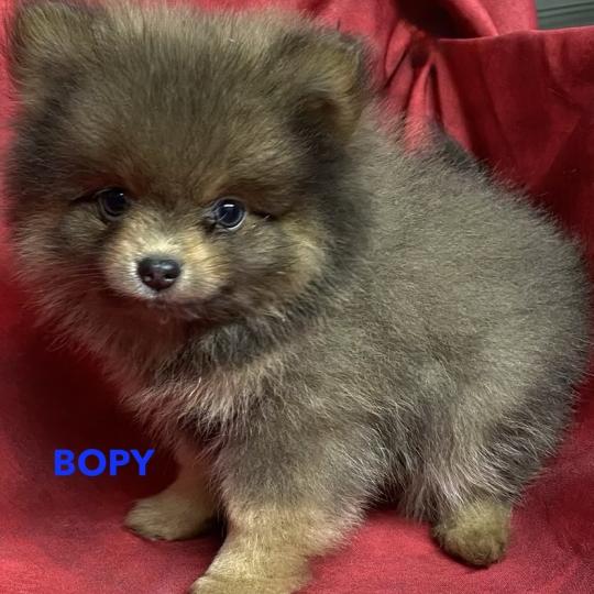 chiot Spitz allemand BOPY spitz nain disponible Domaine de la Chantelaie