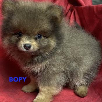 chiot Spitz allemand BOPY spitz nain disponible Domaine de la Chantelaie