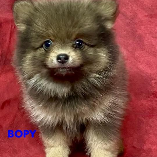 chiot Spitz allemand BOPY spitz nain disponible Domaine de la Chantelaie