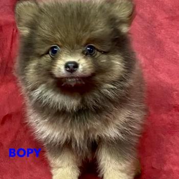 chiot Spitz allemand BOPY spitz nain disponible Domaine de la Chantelaie