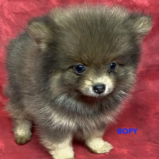 chiot Spitz allemand BOPY spitz nain disponible Domaine de la Chantelaie