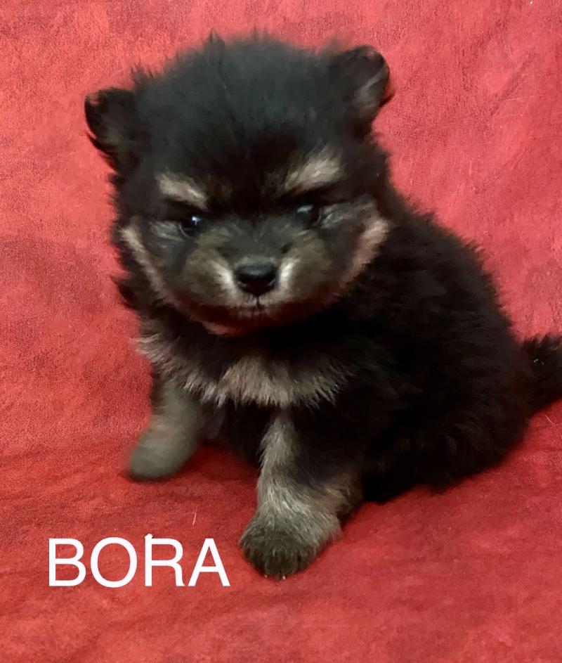 BORA spitz RÉSERVÉE Femelle Spitz allemand