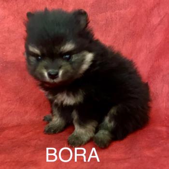 chiot Spitz allemand BORA spitz à réserver Domaine de la Chantelaie