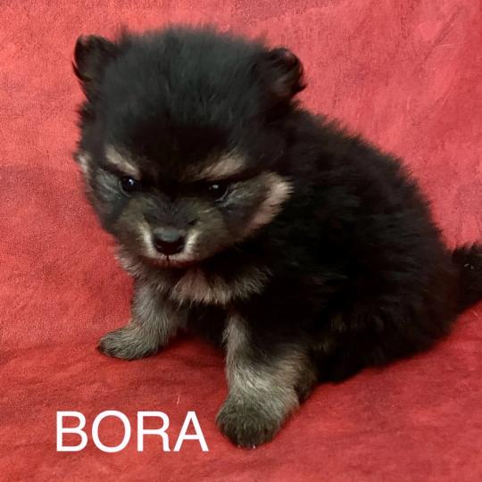 chiot Spitz allemand BORA spitz à réserver Domaine de la Chantelaie