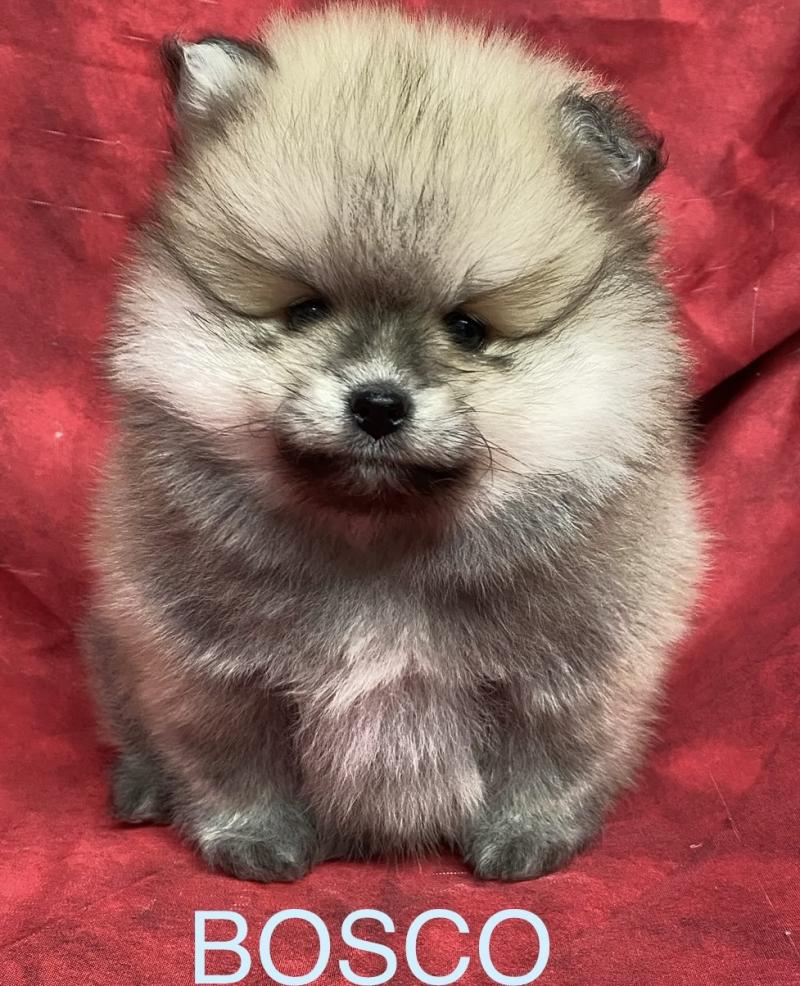 BOSCO spitz typé Poméranian à réserver Mâle Spitz allemand